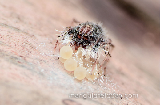 An ultra rare spider genus Neobrettus